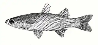 Sicamugil hamiltonii