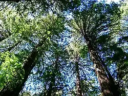 boomkronen in Muir Woods National Monument