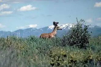 Curlew National Grassland