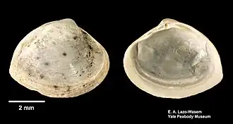 Amerikaanse strandschelp