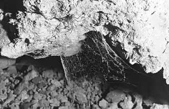 Tartarus mullamullangensis