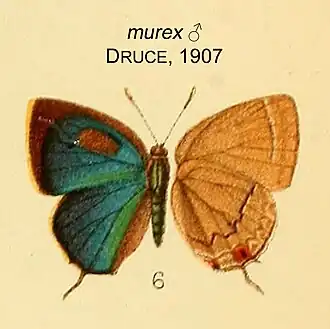 Theclopsis murex