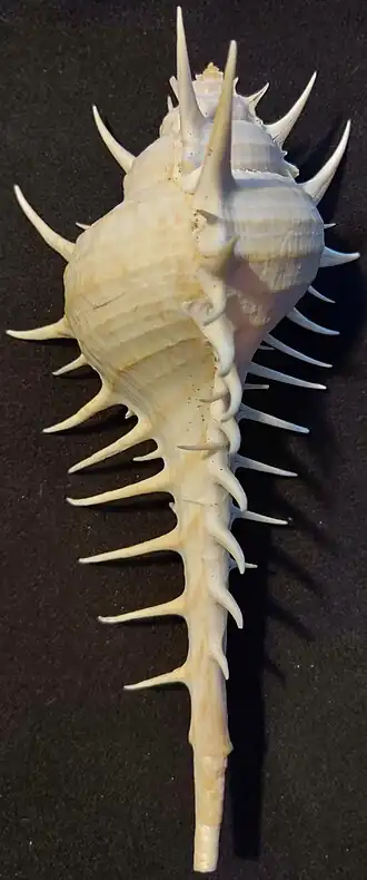 Murex (Murex) scolopax