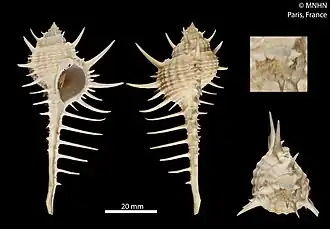 Murex (Murex) queenslandicus