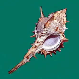 Vokesimurex kiiensis