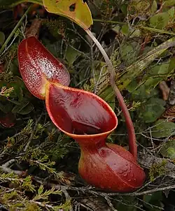 Nepenthes lowii