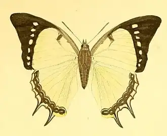 Polyura dolon
