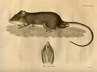 Heteromys anomalus