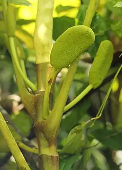 Vrouwelijke bloeiwijze