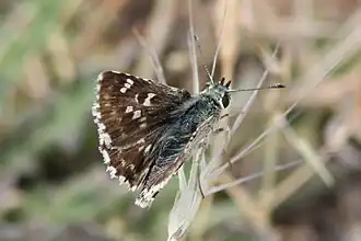 Klein brandkruiddikkopje