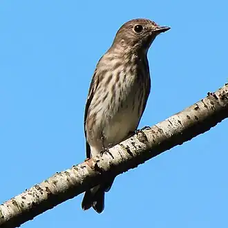 Gestreepte vliegenvanger