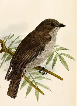 Usshers vliegenvanger