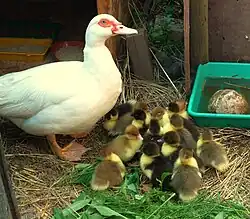 Muskuseend met kuikens van twee dagen