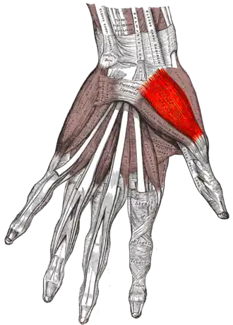 Musculus abductor pollicis brevis