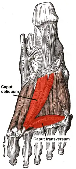 Musculus adductor hallucis