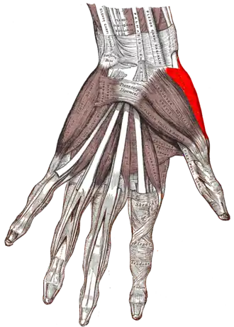 Musculus opponens pollicis