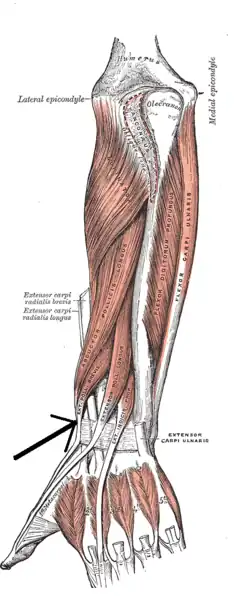 Musculus extensor pollicis brevis