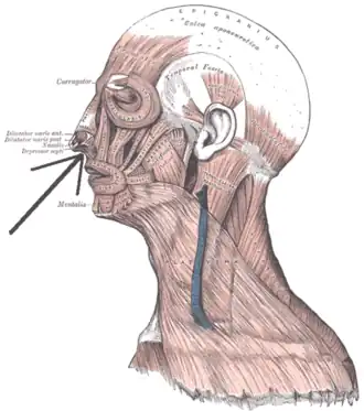 De musculus levator labii superior alaeque nasi aangeduid als quad. labii sup. bij de neus.