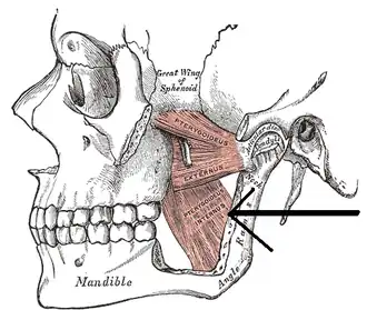 Musculus pterygoideus medialis