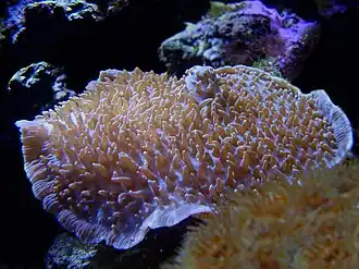 Rhodactis indosinensis