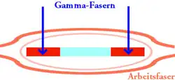 Gamma-vezel. Signalen komen van de extrapiramidale routes in de hersenstam via gamma-motorneuronen