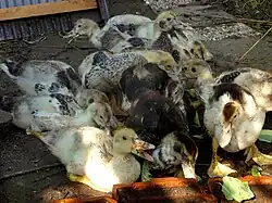 muskuseenden 7 weken oud