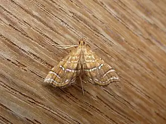 Musotima ochropteralis