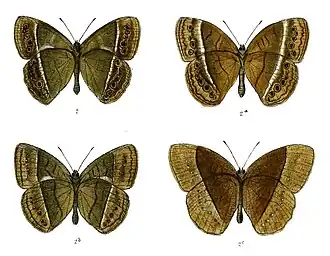 Mycalesis perseoides