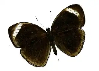 Mycalesis anaxioides