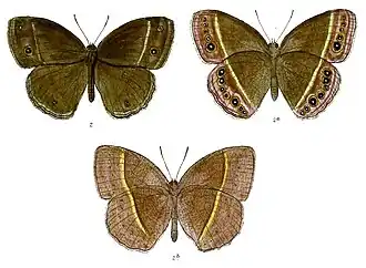 Mycalesis lepcha