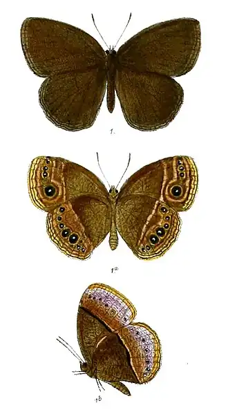 Mycalesis malsarida