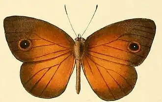 Mycalesis oroatis