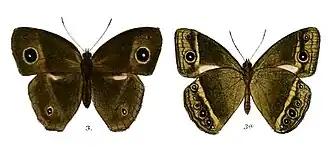 Mycalesis rama