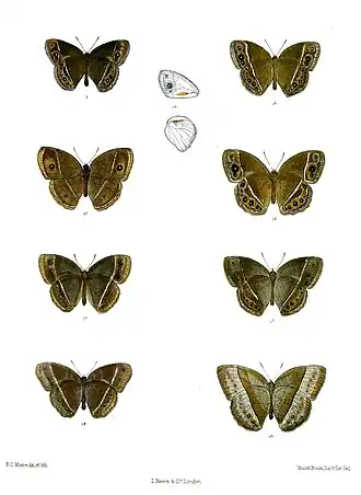 Mycalesis subdita