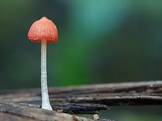 Adonismycena