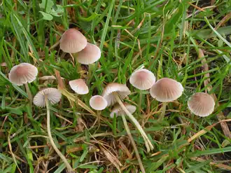 Bruinsnedemycena