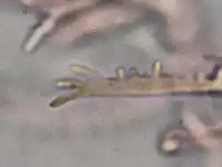 Vingerachtige uitstulpingen