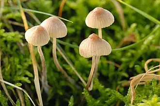 Bleekgele mycena