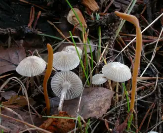 Kleefsnedemycena