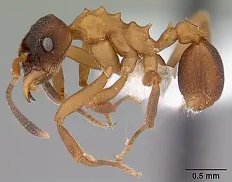 Mycetarotes parallelus