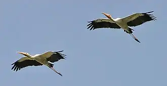 De Maleise nimmerzat in vlucht.