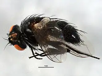 Myiopharus ancilla
