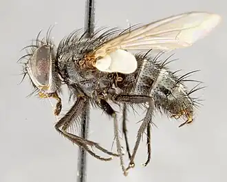 Myiopharus doryphorae