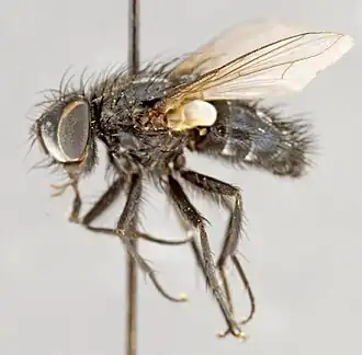 Myiopharus pirioni
