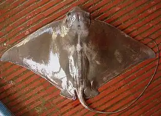 Myliobatis chilensis