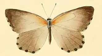 Mylothris bernice
