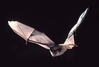 Myotis grisescens