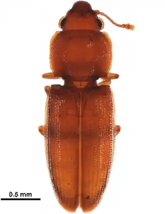 Myraboliidae