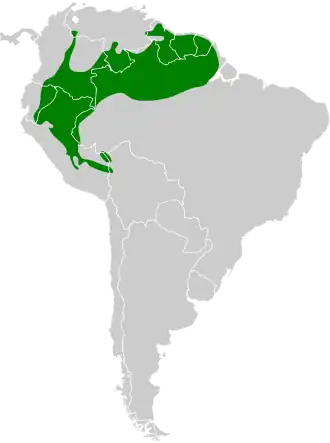 Vlekvleugelmiervogel