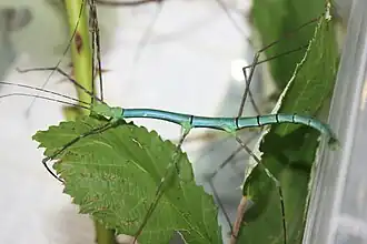 Myronides (geslacht)